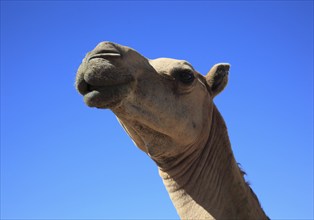 Camels, Oman, Asia