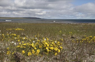 Common horn clover (Lotus corniculatu) on the shore of the Barents Sea, Lapland, Northern Norway,