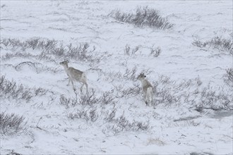 Reindeer (Rangifer tarandus) moving through the snowy tundra, Varangerhalvoya, Northern Norway,