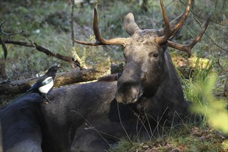 European magpie (Pica pica) looking for vermin on lying bull elk (Alces alces), captive, southern