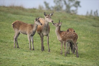 Red deer (Cervus elaphus) adult (centre) with last year's calf (left) and this year's calf in a