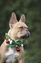 Portrait of red fawn French Bulldog dog wearing seasonal Christmas collar with green bow tie on