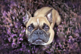 Top view of beautiful small brown French Bulldog dog sitting in a field of purple blooming heather