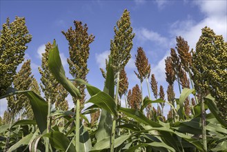 Field with commercial grain sorghum, cultivated cereal crop for grain, fibre and fodder in Uruguay