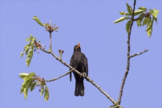 Common Blackbird (Turdus merula) male singing from tree in spring