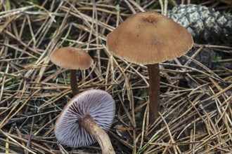 Scurfy deceiver toadstools (Laccaria proxima) in coniferous forest in autumn