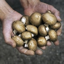 Harvested cave mushrooms, champignons held in hand, Belgium, Europe