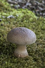 European blusher (Amanita rubescens) among moss