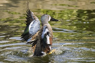 Australasian shoveler, New Zealand shoveler (Spatula rhynchotis variegata) male flapping wings in