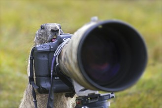 Curious Alpine marmot (Marmota marmota) behind wildlife photographer's Canon camera with large