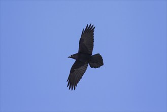 Common raven, Northern raven (Corvus corax) in flight