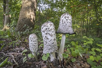 Shaggy ink cap (Coprinus comatus), lawyer's wig, shaggy mane showing different growth stages in