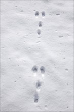 Wild rabbit (Oryctolagus cuniculus) footprints in the snow in winter, Germany, Europe