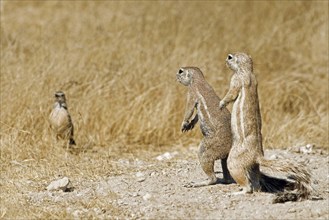 Curious Cape Ground Squirrels (Xerus Inauris) looking at bird, Etosha National Park, Namibia,