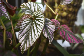 Tropical Begonia Brevirimosa house plant with pink variegation that occurs naturally and green