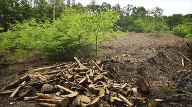 Forest damage in the Sauerland region has caused about 40 % of the spruce stand, especially in