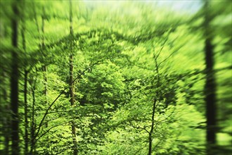 Forest damage in the Sauerland region has caused about 40 % of the spruce stand, especially in