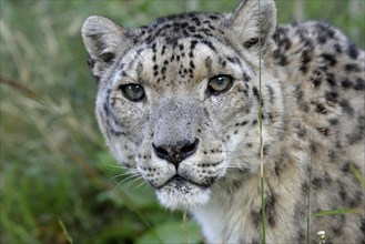 Snow leopard (Panthera uncia), animal portrait, captive, reception station of the German Nature