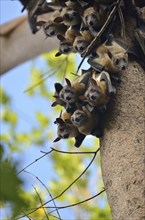 Straw-coloured Fruit Bats (Eidolon helvum) on a tree, Kasanka National Park, Zambia, Africa