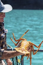 Hummer (Homarus), Bootsfahrt, Akaroa, Banks Peninsula, Canterbury, Neuseeland