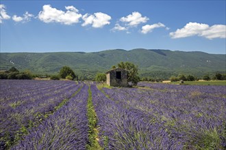 Old stone house with tree in lavender field, flowering true lavender (Lavandula angustifolia), on