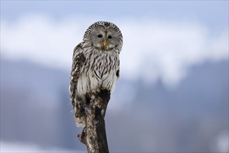 Ural Owl (Strix uralensis), adult, in winter, snow, perch, Bohemian Forest, Czech Republic, Europe