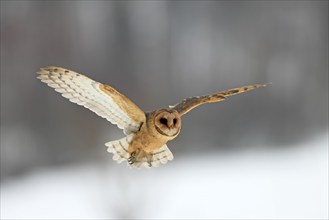 Central European barn owl (Tyto alba guttata), adult, flying, in winter, in snow, Bohemian Forest,