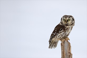 Tengmalm's Owl (Aegolius funereus), Tengmalm's Owl, adult, perch, in the snow, alert, in winter,