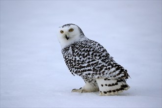 Snowy owl (Nyctea scandiaca), snowy owl, adult, alert, in the snow, foraging, in winter, Bohemian