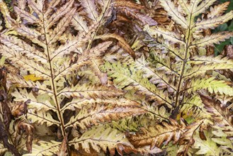 Bead fern (Onoclea sensibilis), autumn foliage, Emsland, Lower Saxony, Germany, Europe