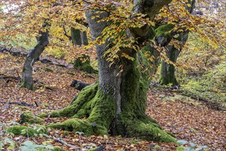 Old copper beeches (Fagus sylvatica) in the Hutewald Halloh, Hesse, Lower Saxony