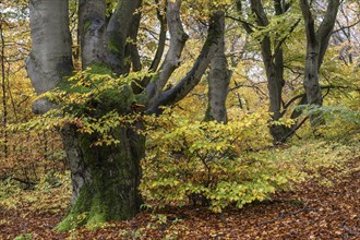 Old copper beeches (Fagus sylvatica) in the Hutewald Halloh, Hesse, Lower Saxony