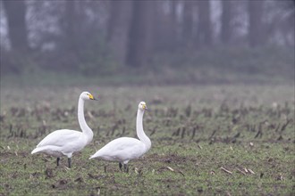 Whooper swans (Cygnus cygnus), Emsland, Lower Saxony, Germany, Europe