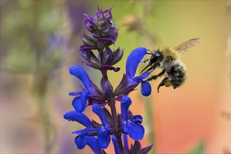 Wild bee (Apoidea) flies to flower of meadow clary (Salvia pratensis), Hesse, Germany, Europe