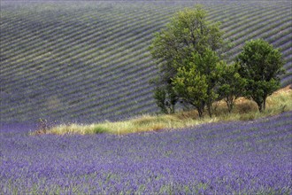 Trees in lavender field, flowering true lavender (Lavandula angustifolia), D56, between Valensole