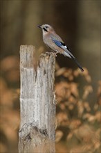 Eurasian jay (Garrulus glandarius), on pasture pole, biosphere area, Swabian Alb,