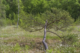 Pine in the Prügelsteger Moor, Heidenreichstein, Lower Austria, Austria, Europe