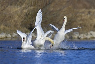 Mute swan (Cygnus olor), quarrelling swans, Isar, Munich, Bavaria, Germany, Europe