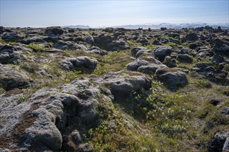 Moss-covered volcanic rock, South Iceland, Iceland, Europe