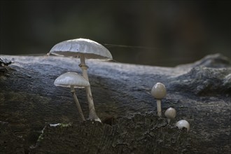 Porcelain fungi (Oudemansiella mucida), Emsland, Lower Saxony, Germany, Europe