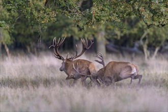 Red deer (Cervus elaphus), top deer drives out defeated rival from meadow after rutting fight,