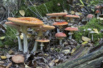 Fly agarics (Amanita muscaria), Emsland, Lower Saxony, Germany, Europe