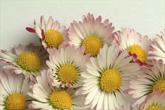 Common daisy (Bellis perennis), medicinal plant, naturopathy classifies the daisy among other