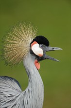 Crowned Crane (Balearica pavonina regulorum)