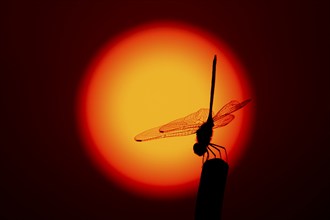 Dragonfly in silhouette against the setting sun, Botswana, Africa