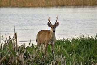 Pampas deer (Ozotoceros bezoarticus), male, in Colonia Carlos Pellegrini, Esteros del Iberá,