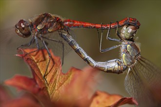 Common Darters (Sympetrum striolatum), mating wheel, lateral