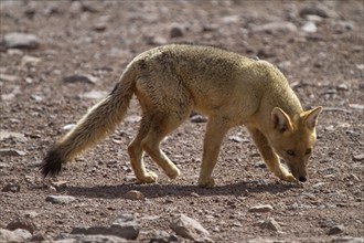 Andean fox (Pseudalopex culpaeus), Culpeo, Altiplano, Bolivia, South America