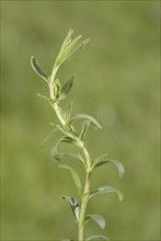 Hyssop (Hyssopus officinalis) leaves