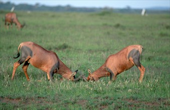 Topis, fighting male, Serengeti National Park (Damaliscus lunatus korrigum), page, Tanzania, Africa